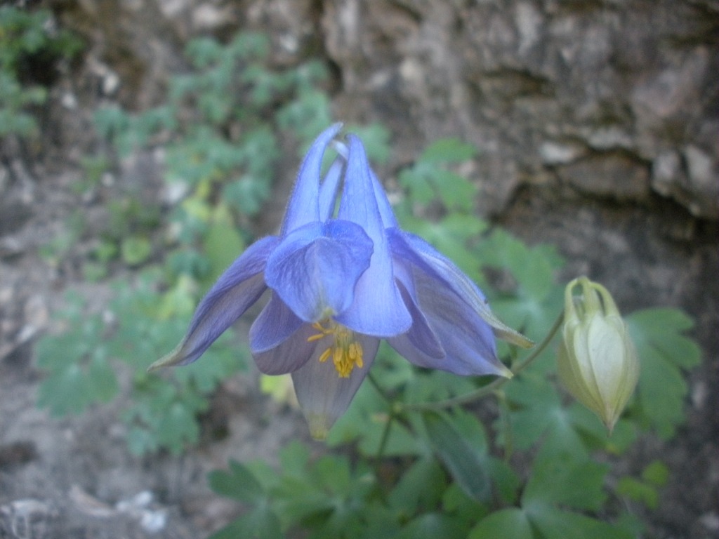 Aquilegia champagnatii / Aquilegia di Champagnat